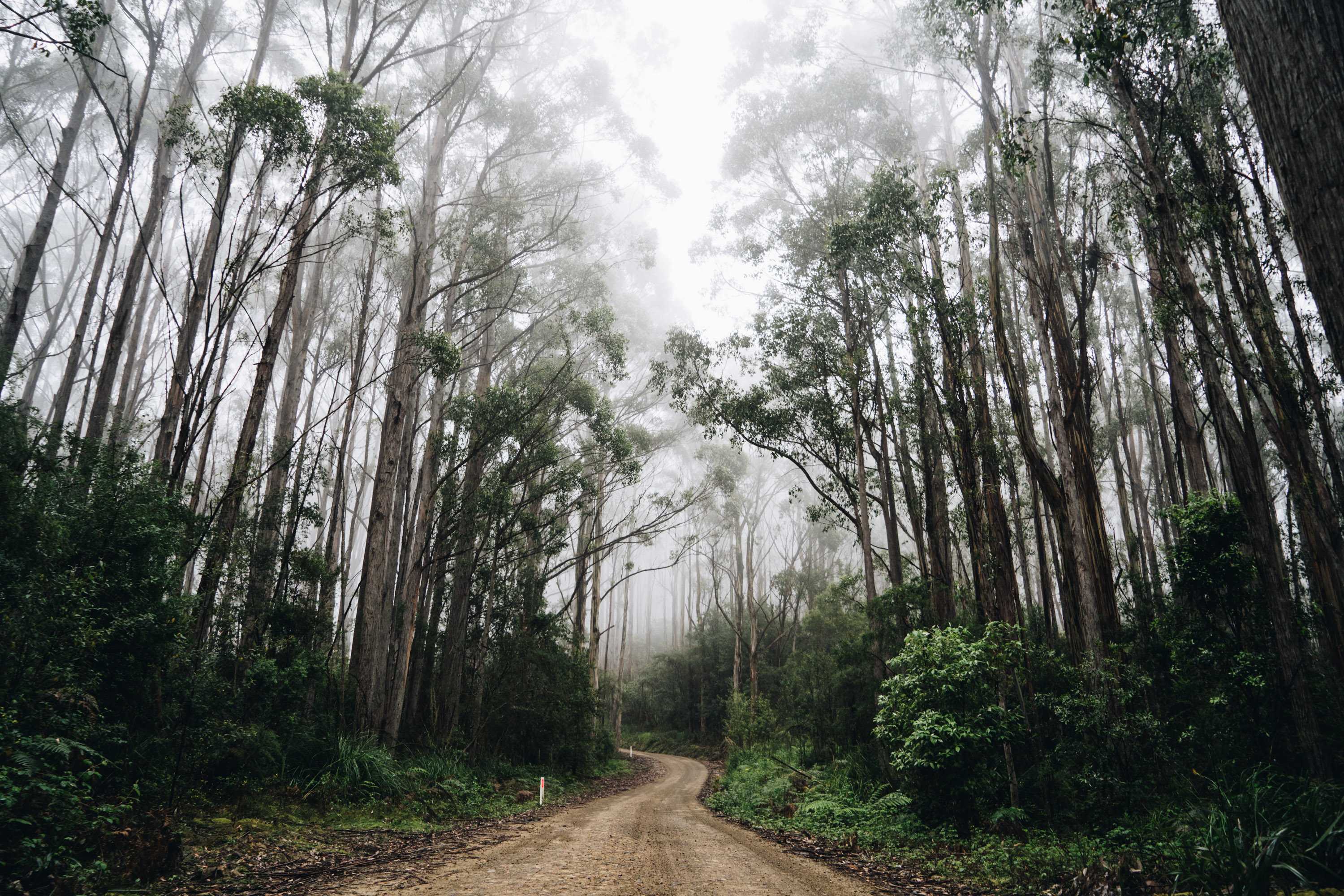 Bruny island fog cover image