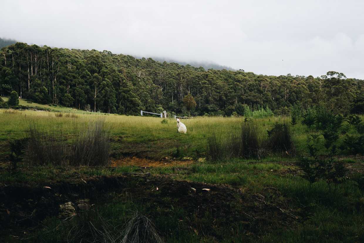 Albino wallaby Bruny Islanc cover image